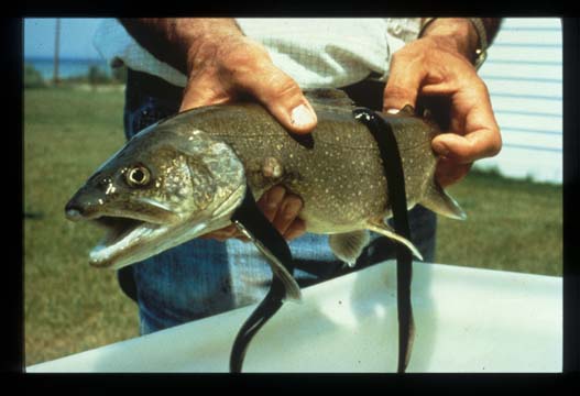 Sea lamprey attached to a lake trout